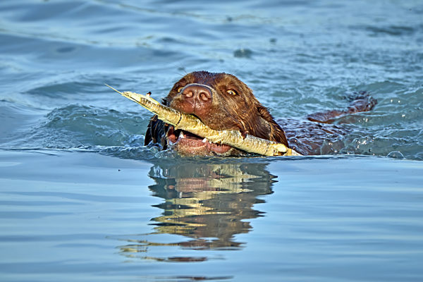 Schokobrauner Labrador schwimmt mit Stöckchen im See.