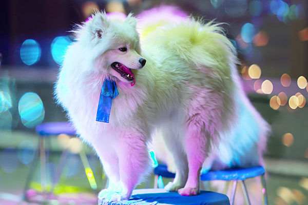 Circus trained Samoyed dog with a bow on a bokeh background. Circus dogs.