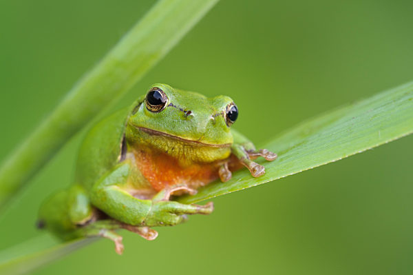 Europäischer Laubfrosch (Hyla arborea)