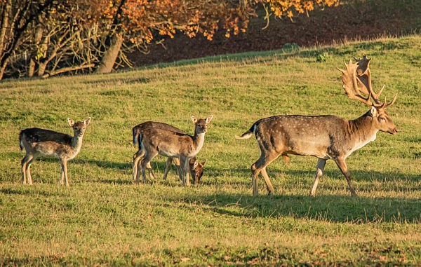 Damhirsche 'Dama dama'