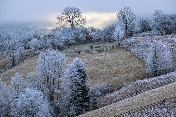 Winter coming. Picturesque pre sunrise scene above late autumn mountain countryside with hoarfrost on grasses, trees, slopes. Peaceful sunlight rays from cloudy sky. Ukraine, Carpathian Mountains.