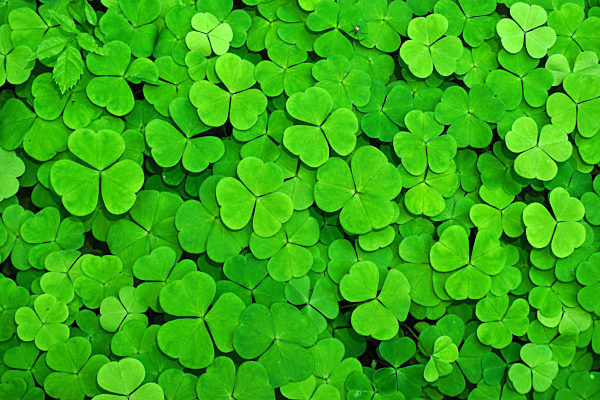Waldsauerklee, Kleeblätter, Oxalis acetosella, wood-sorrel