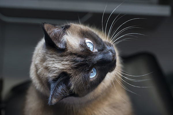 A Siamese or Thai cat with blue eyes is photographed from above.