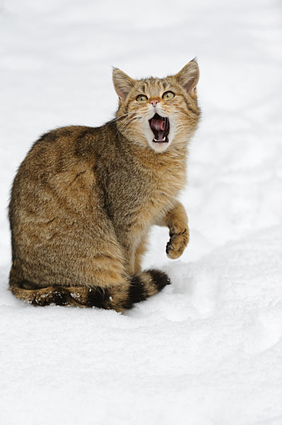 Europäische Wildkatze (Felis silvestris)