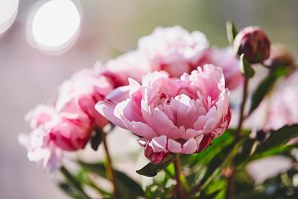 Beautiful flowers, peonies. Bouquet of pink peony background.