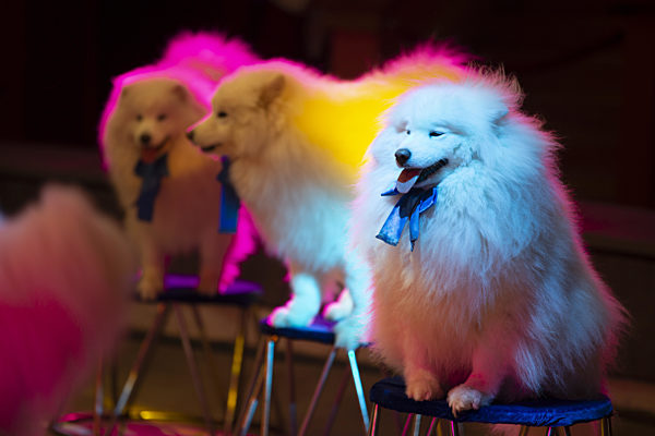 Samoyed circus dogs in multi-colored stage lights. Circus dogs.