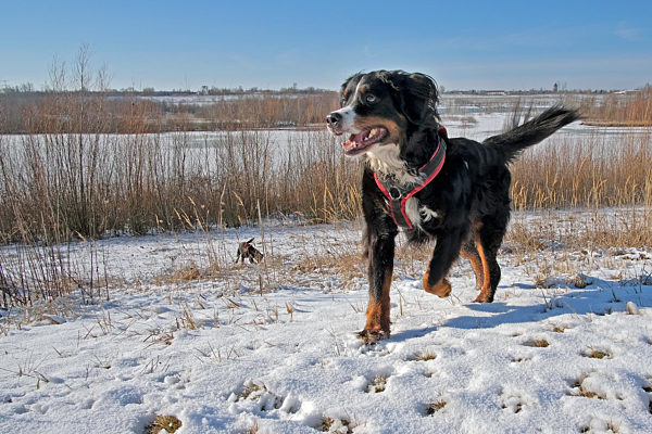Berner Sennenhund im Schnee.