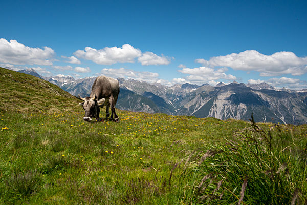 Kuh steht auf einer saftigen Wiese in den Alpen mit Bergen im Hintergrund