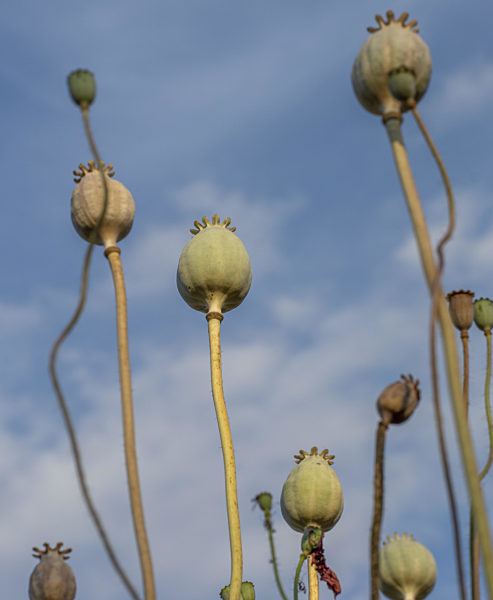 Poppy (Papaver somniferum) seed heads in the summer. The plant is also known as Breadseed or Opium poppy.