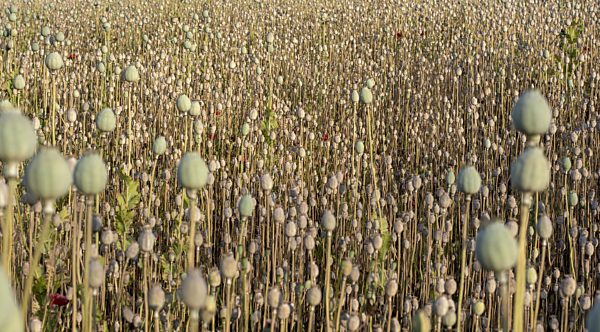 Poppy (Papaver somniferum) seed heads in the summer. The plant is also known as Breadseed or Opium poppy.