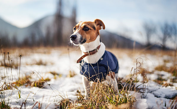 Small Jack Russell terrier stands on green grass meadow with patches of snow during freezing winter day, blurred trees and hills behind her