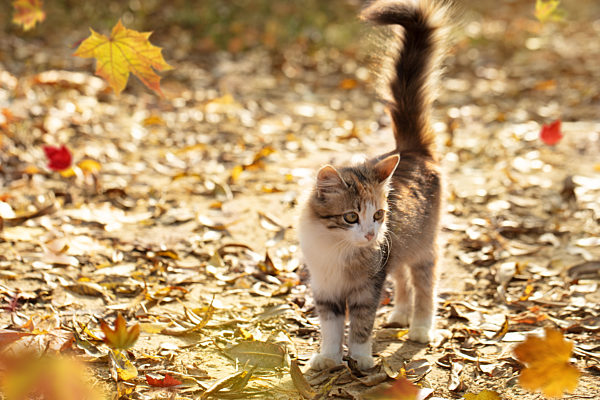Funny kitten with a fluffy tail on an autumn background
