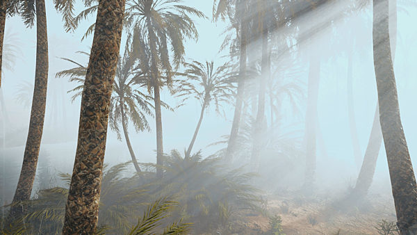coconut palms in deep morning fog