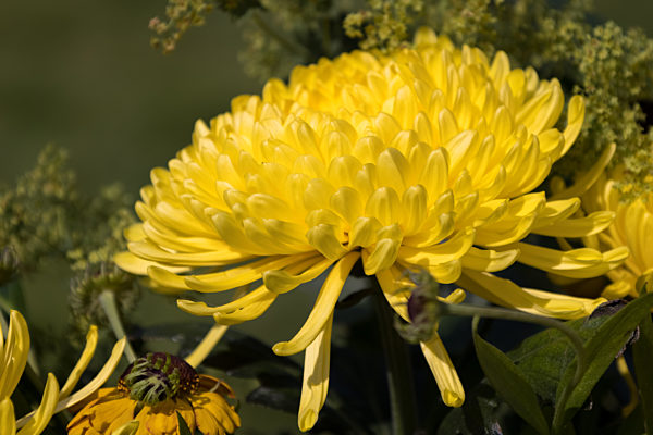 Yellow flowers in a vase on a garden table
