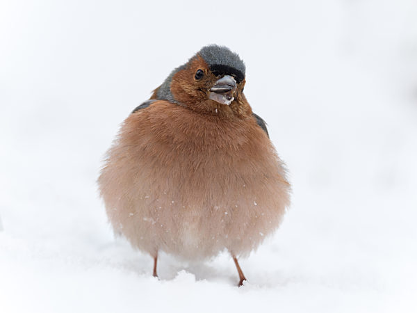 Buchfink Männchen im Winter (Fringilla coelebs)