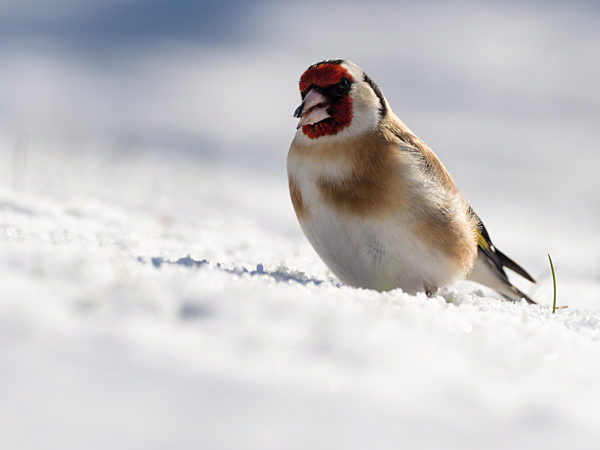 Stieglitz Männchen im Winter (Carduelis carduelis)