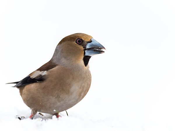 Kernbeißer Männchen im Winter (Coccothraustes coccothraustes)
