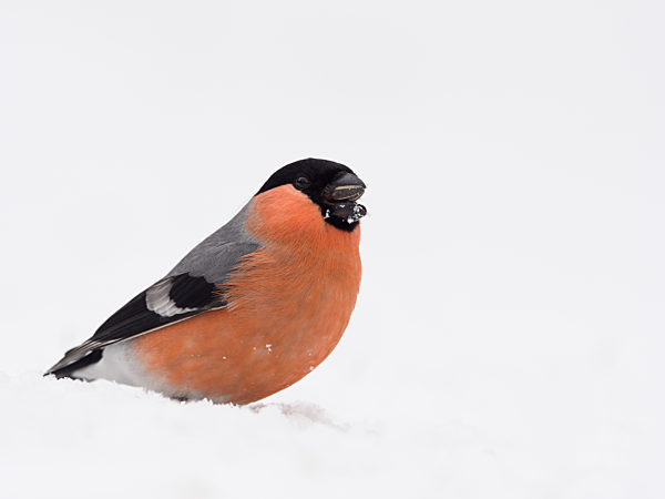 Männlicher Gimpel im Schnee (Pyrrhula pyrrhula)