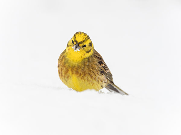Männliche Goldammer im Schnee (Emberiza citrinella)