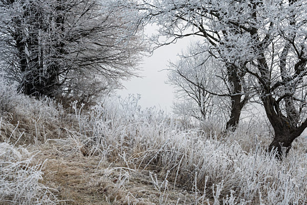Winter coming. Picturesque foggy and moody pre sunrise scene in late autumn mountain countryside with hoarfrost on grasses, trees, slopes. Ukraine, Carpathian Mountains.