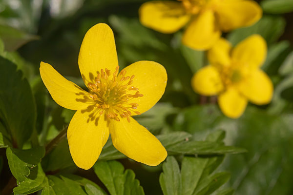 Blüte des Gelben Windröschens