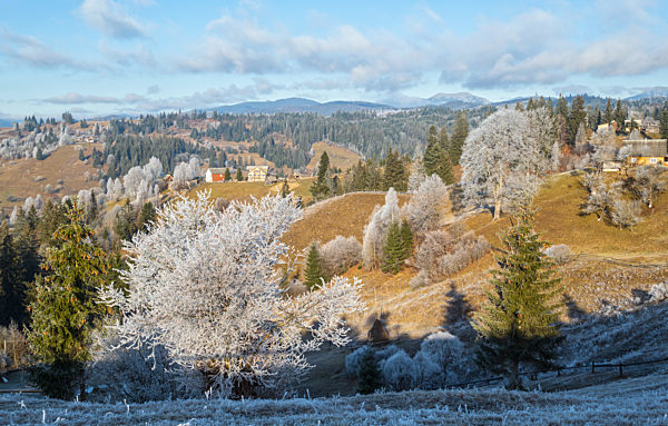Winter coming. Picturesque moody morning scene in late autumn mountain countryside with hoarfrost on grasses, trees, slopes. Ukraine, Carpathian Mountains.