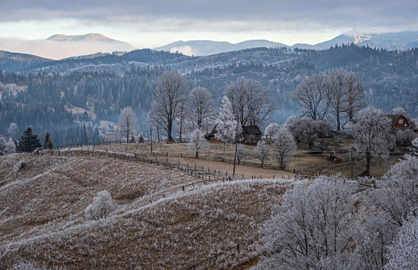 Winter coming. Picturesque foggy and moody morning scene in late autumn mountain countryside with hoarfrost on grasses, trees, slopes. Ukraine, Carpathian Mountains.