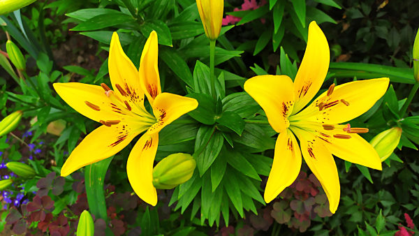 Yellow lilies. A daylily bush grows on a flower bed in the garden. Floral background.