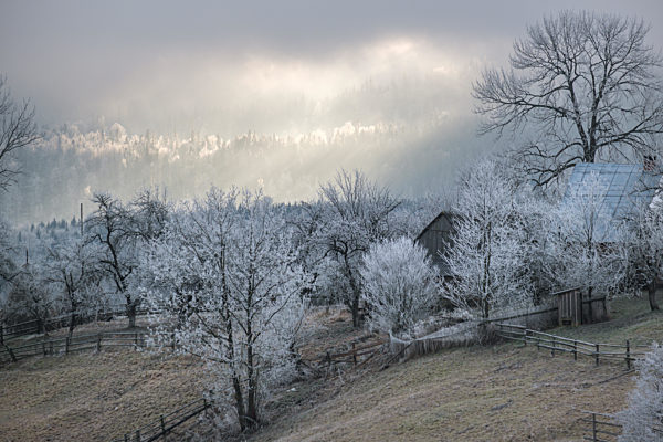 Winter coming. Picturesque pre sunrise scene above late autumn mountain countryside with hoarfrost on grasses, trees, slopes. Peaceful fairy sunlight rays from cloudy sky. Ukraine, Carpathian.