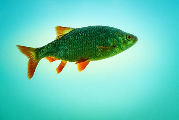 rudd fish in blue water