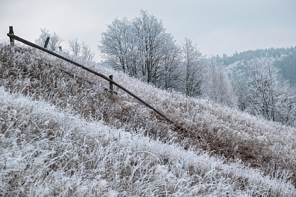 Winter coming. Picturesque foggy and moody pre sunrise scene in late autumn mountain countryside with hoarfrost on grasses, trees, slopes. Ukraine, Carpathian Mountains.