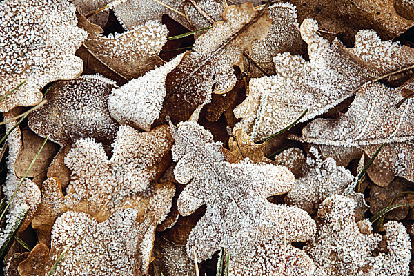 Fallen oak leaves covered with first hoarfrost for natural background