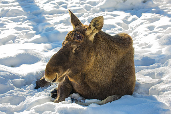 Hornless Elk