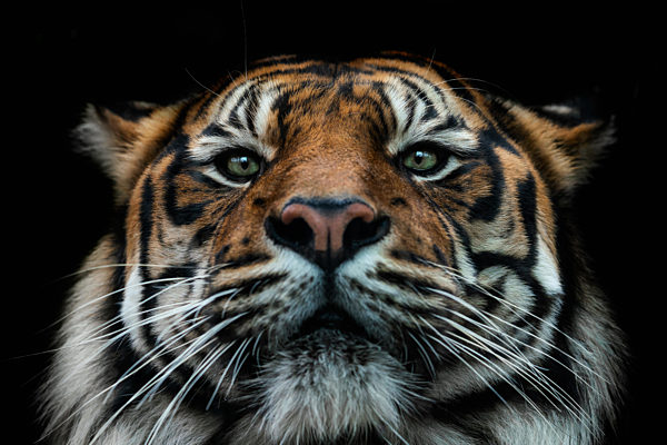 Front view of Sumatran tiger isolated on black background. Portrait of Sumatran tiger (Panthera tigris sumatrae)