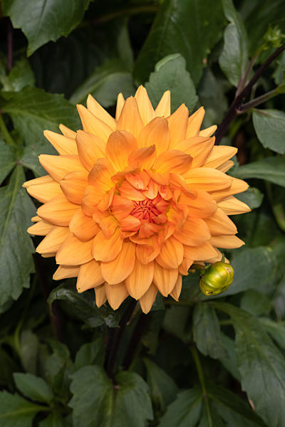 Large orange Dahlia flowering in a garden in Berrynarbor