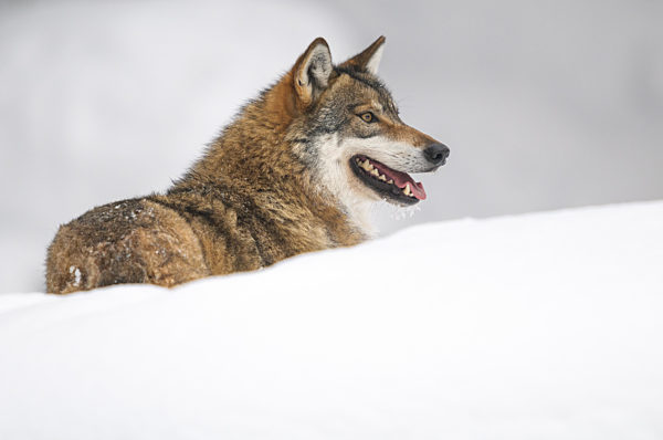 Europäischer Grauwolf im Winter (canis lupus)