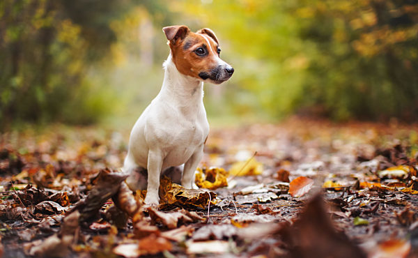 Small Jack Russell terrier sitting on meadow with yellow orange leaves in autumn, blurred trees background