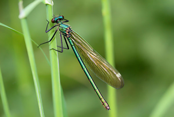 Portrait einer grünen Prachtlibelle, Libelle auf einem Grashalm.