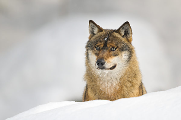Europäischer Grauwolf im Winter (canis lupus)