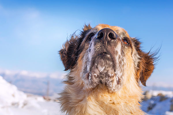 Dog face portrait close-up on blue sky, copy space