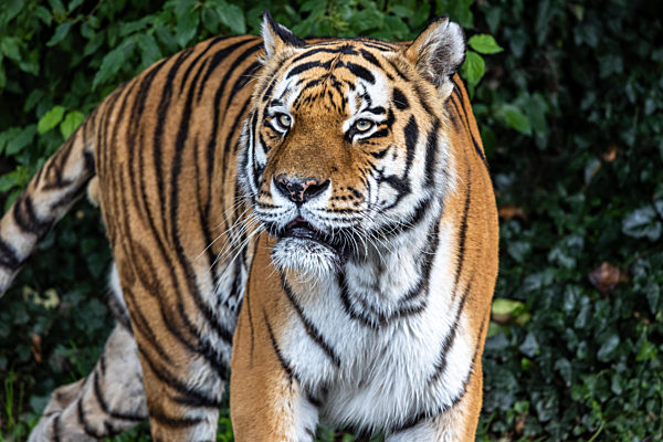 The Siberian tiger,Panthera tigris altaica in a park