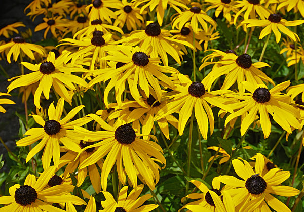 Gelber Sonnenhut, Echinacea paradoxa, yellow coneflower