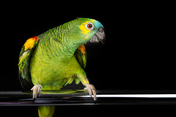 parrot playing and posing in photo studio