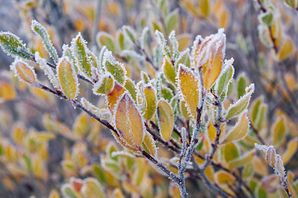 Frozen larch tree under hoarfrost. North Chuiskiy Ridge snow mountains is on background.
