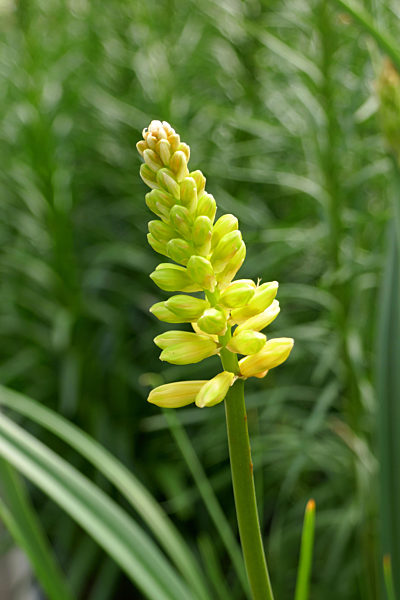 Prachtscharte, Kniphofia