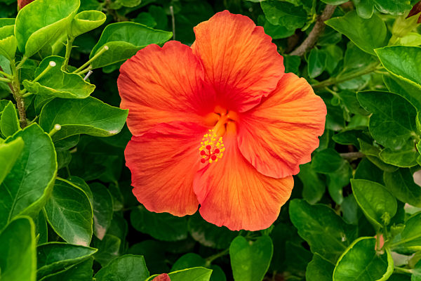 Closeup of a beautiful hibiscus plant
