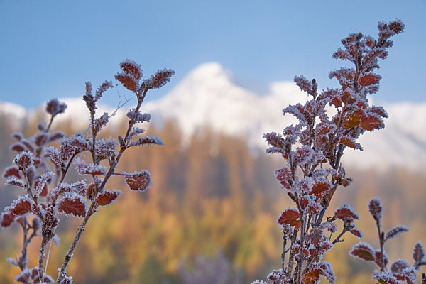 Frozen alder leaves under hoarfrost. North Chuiskiy Ridge snow mountains is on background.