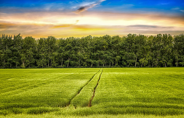 Green direction of ecology development