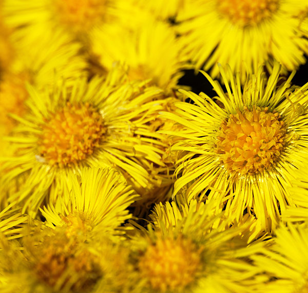 foalfoot (Tussilago farfara) blooms first.