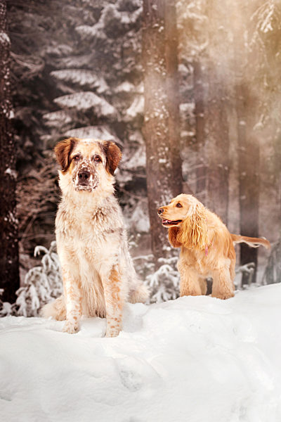 Two dogs sitting in white snow forest